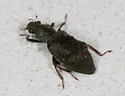 Hydrochus scabratus