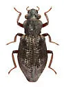 Hydrochus scabratus - photo 2