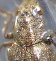 Hydrochus scabratus - photo 4