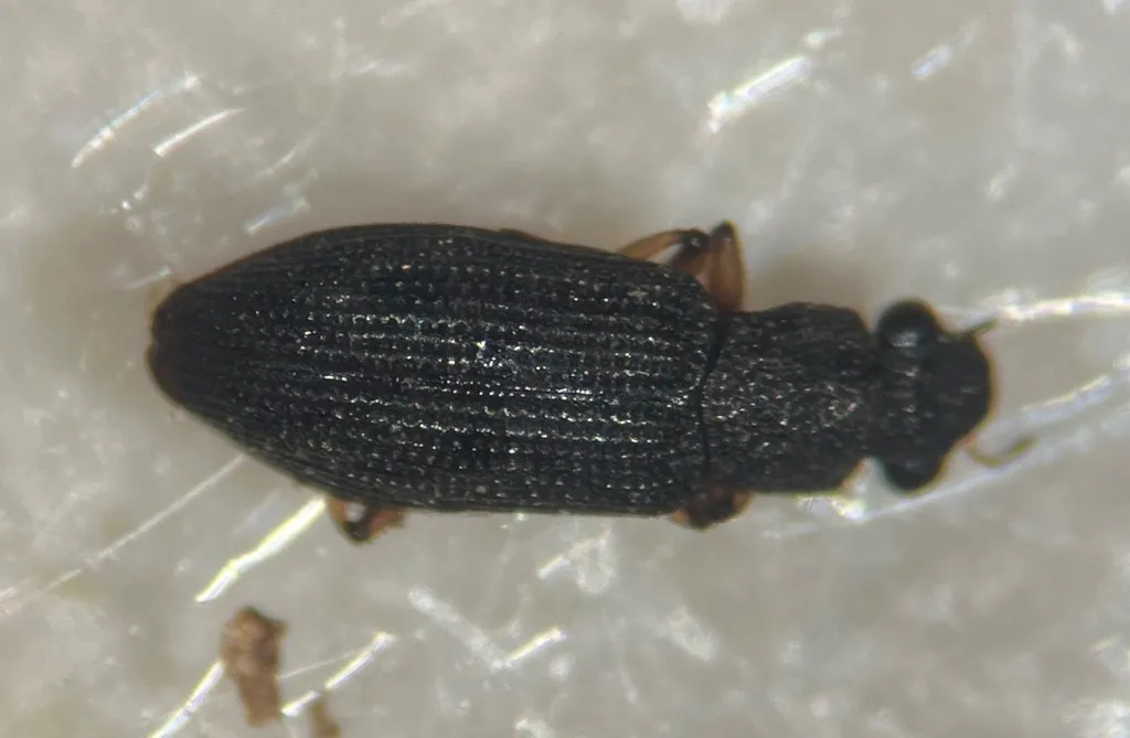 Hydrochus schereri