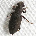 Hydrochus simplex