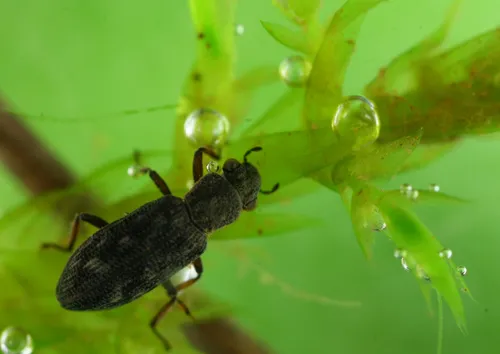 Hydrochus smaragdineus