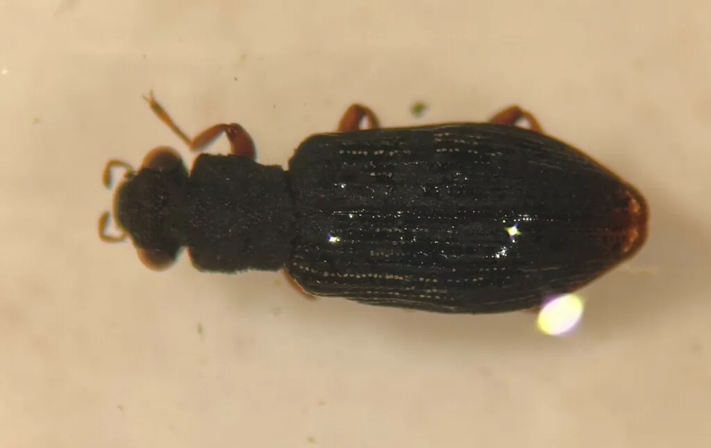 Hydrochus squamifer - photo 2