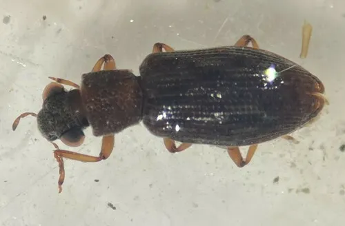 Hydrochus vagus