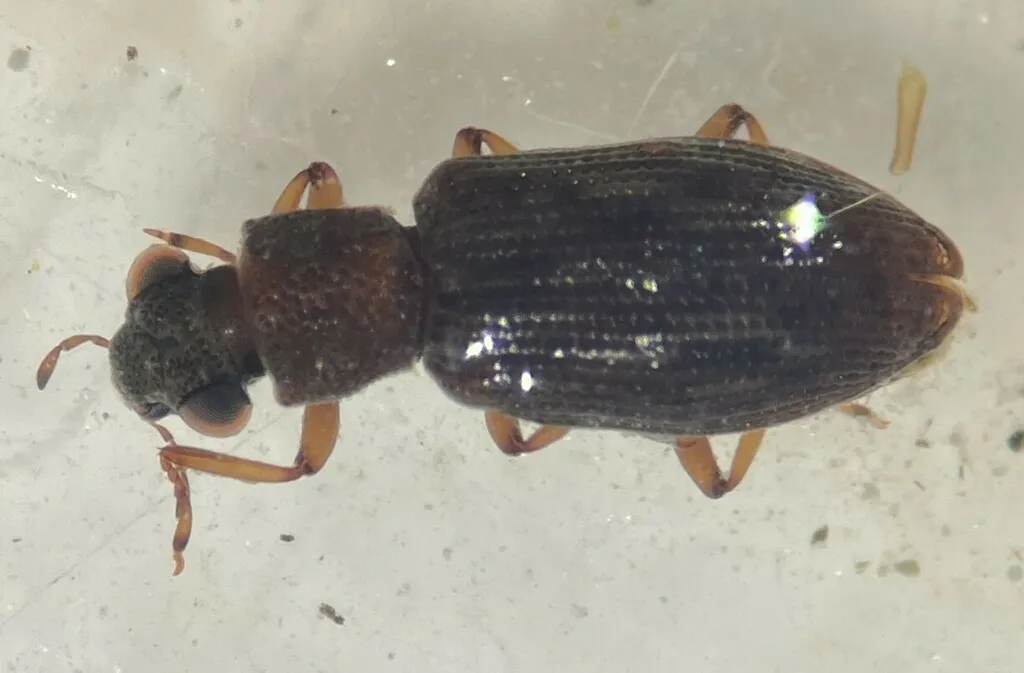 Hydrochus vagus - photo 2