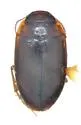 Hydrocolus deflatus