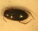 Hydrocolus oblitus