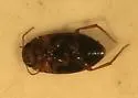 Hydrocolus oblitus - photo 2