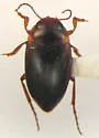 Hydrocolus paugus - photo 2
