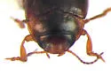 Hydrocolus paugus - photo 3