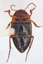 Hydrocolus paugus - photo 4