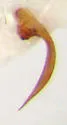Hydrocolus paugus - photo 5
