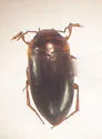 Hydrocolus persimilis