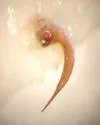 Hydrocolus persimilis - photo 2