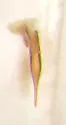 Hydrocolus persimilis - photo 3