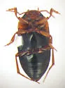 Hydrocolus persimilis - photo 4