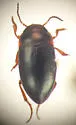 Hydrocolus stagnalis