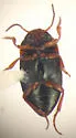 Hydrocolus stagnalis - photo 2