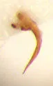 Hydrocolus stagnalis - photo 4