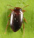 Hydrocolus stagnalis - photo 5