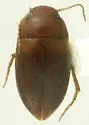 Hydrodytes dodgei - Hydrodytes dodgei
