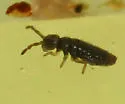 Hydroisotoma schaefferi