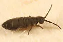 Hydroisotoma schaefferi - photo 4