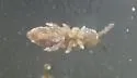 Hydroisotoma schaefferi - photo 5