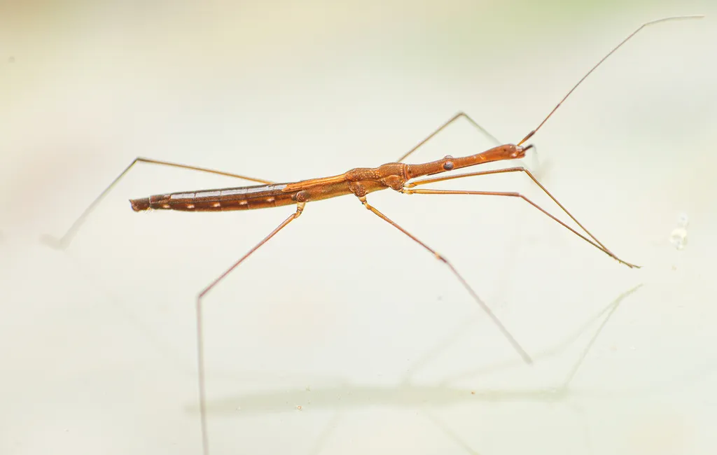Hydrometra aemula - photo 2