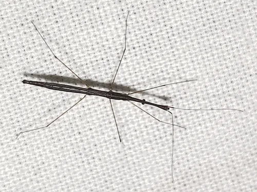 Hydrometra australis