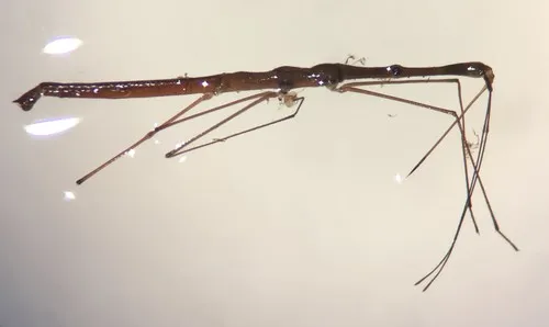 Hydrometra barei