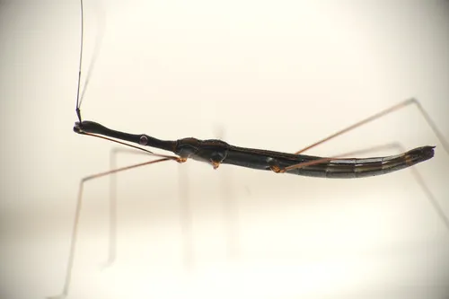 Hydrometra bifurcata