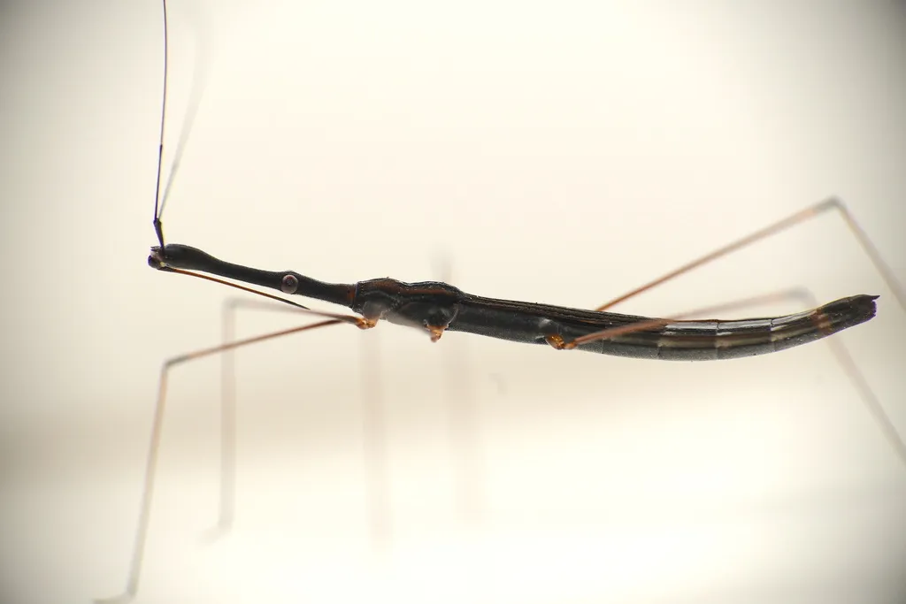 Hydrometra bifurcata - photo 2