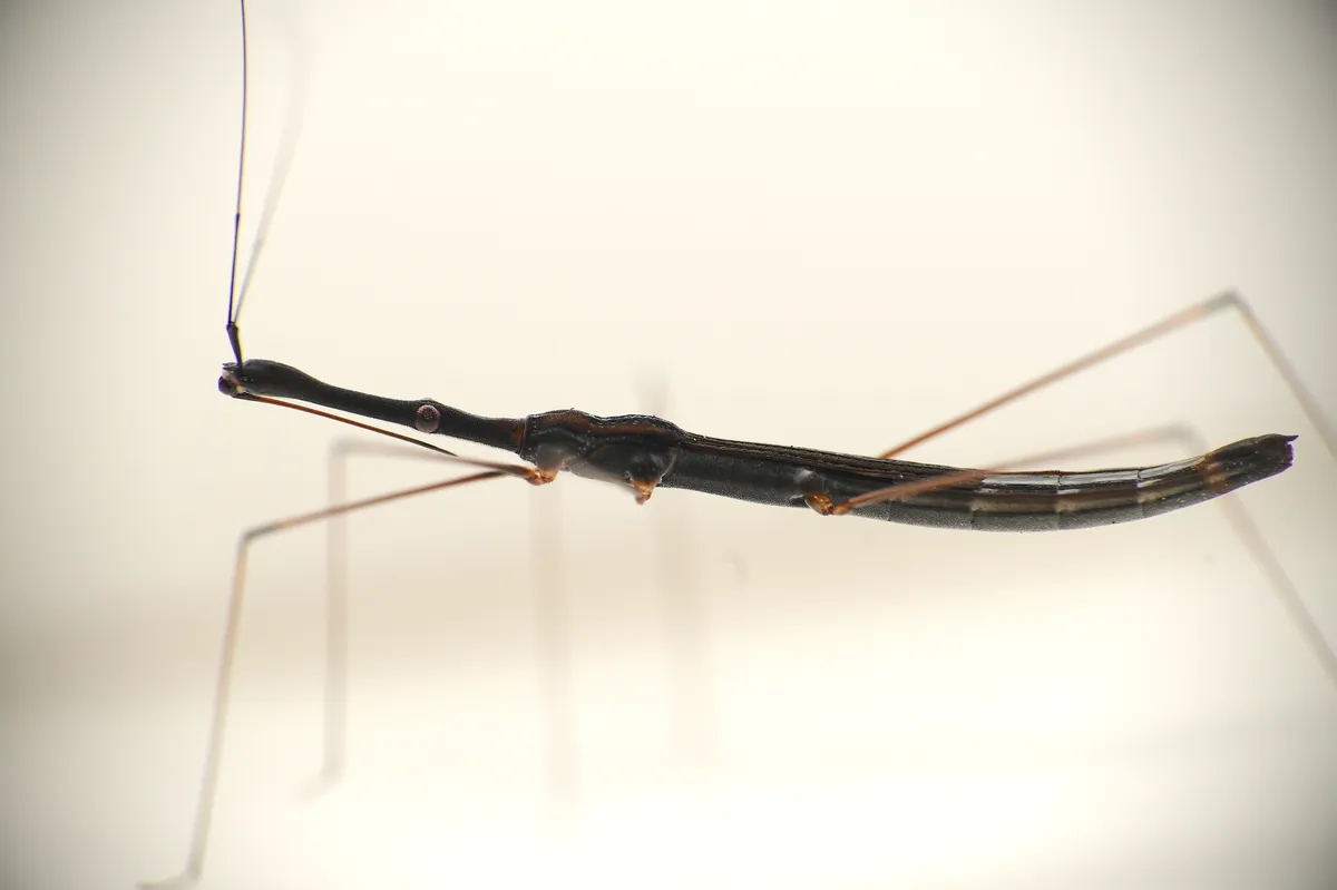 Hydrometra bifurcata - photo 3