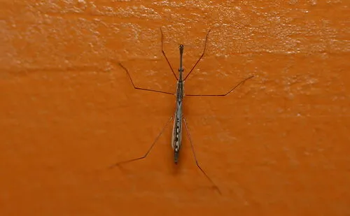 Hydrometra cherukolensis