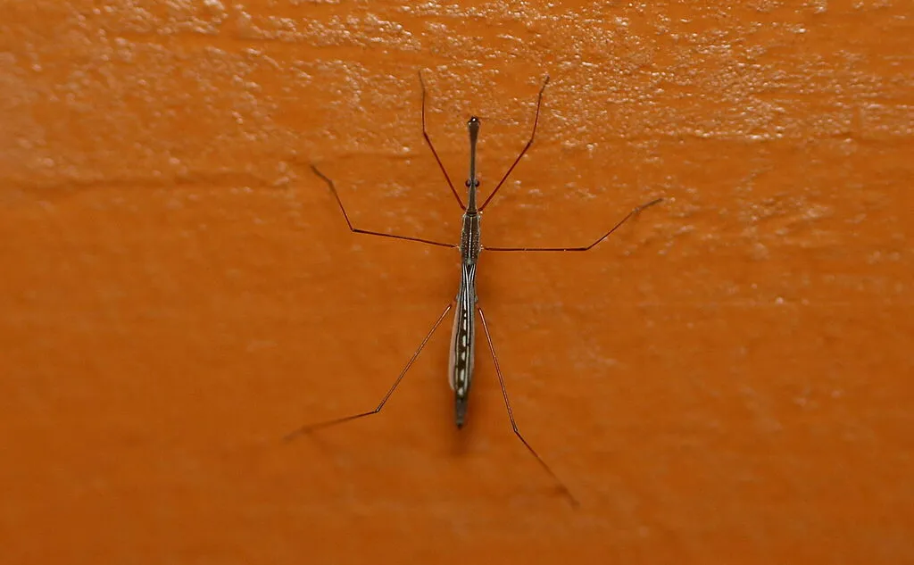 Hydrometra cherukolensis - photo 2