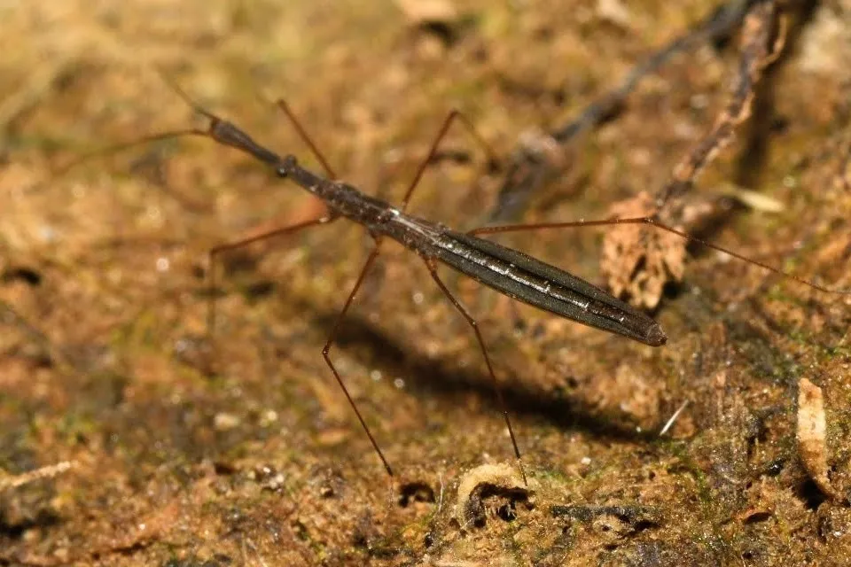 lesser water measurer - photo 2