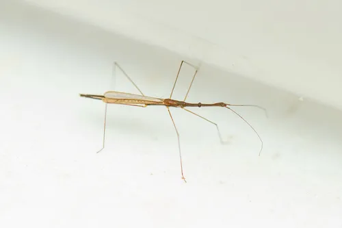 Hydrometra guianana
