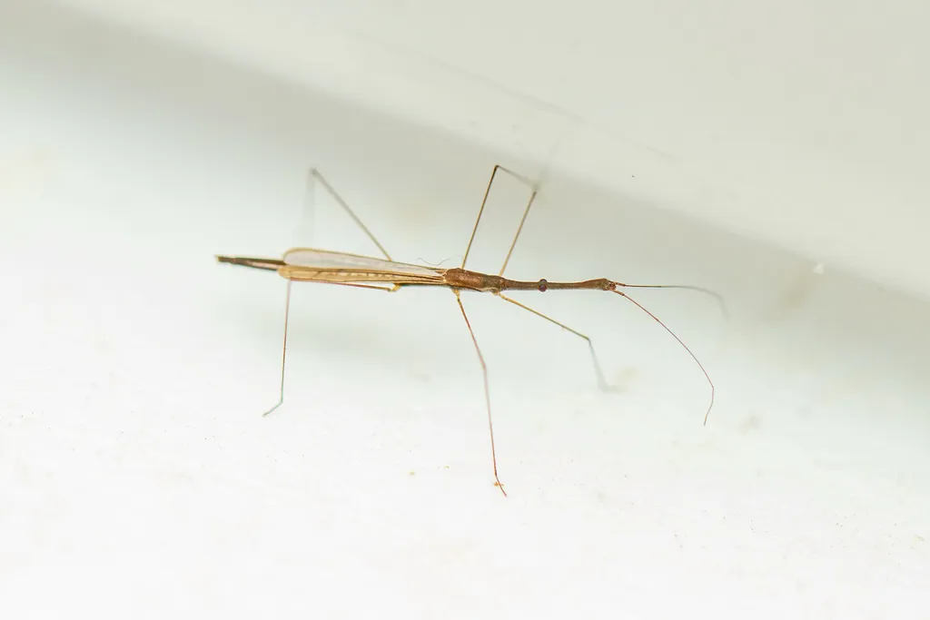 Hydrometra guianana - photo 2