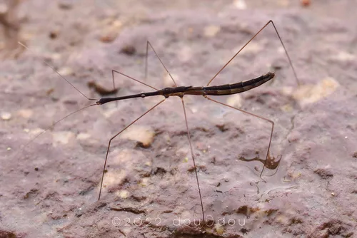 Hydrometra longicapitis