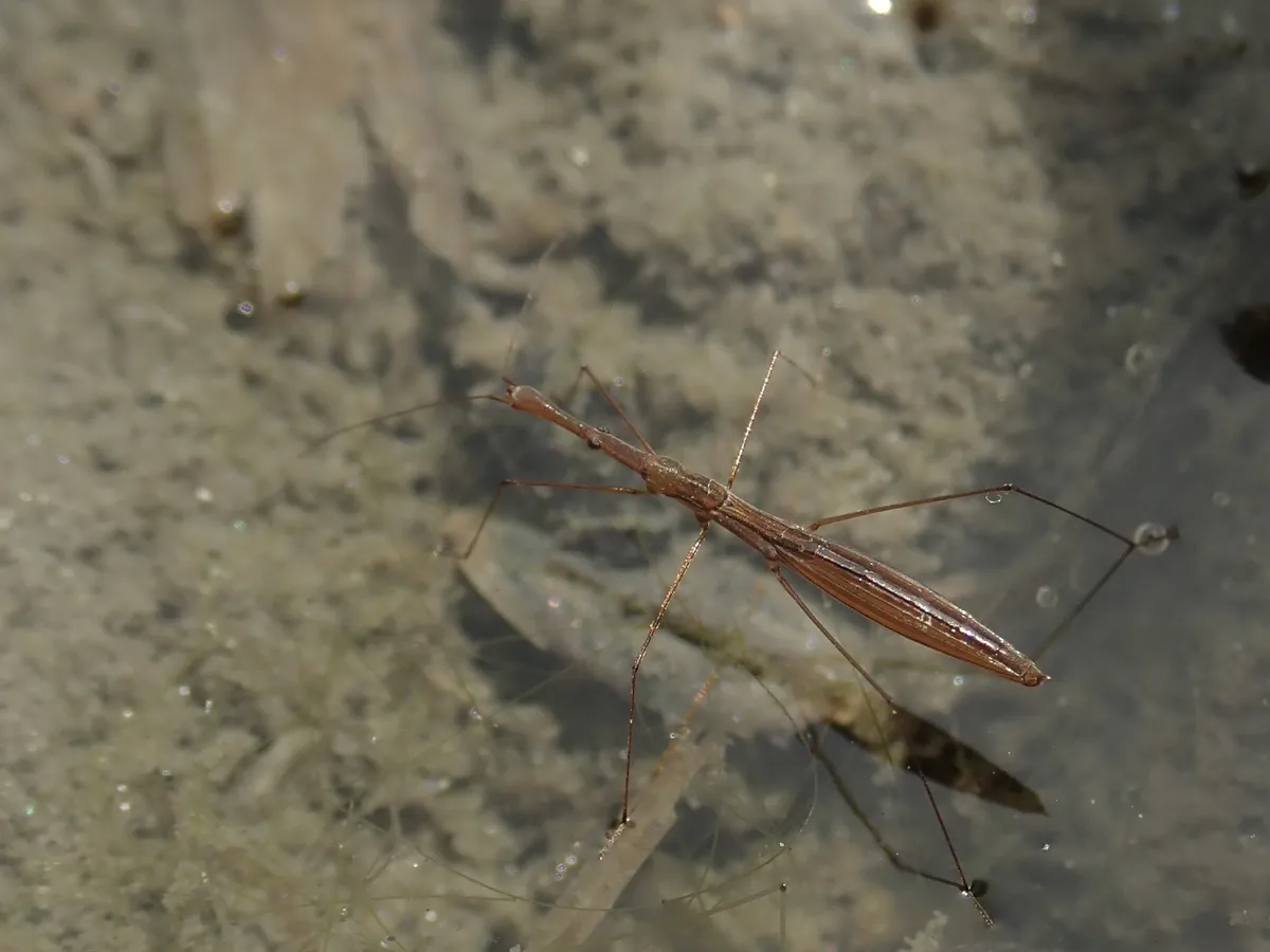 Hydrometra procera - photo 3