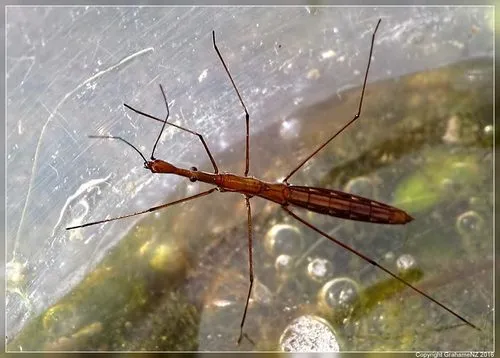 Hydrometra strigosa