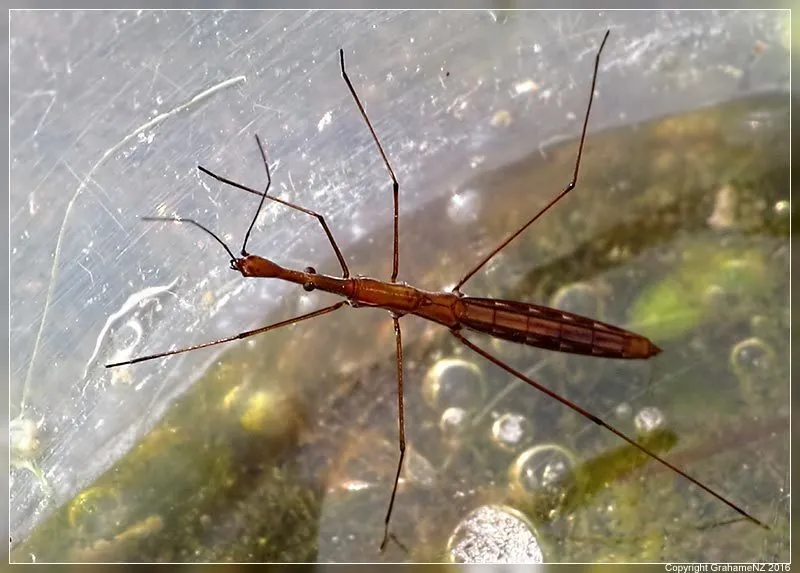 Hydrometra strigosa - photo 2