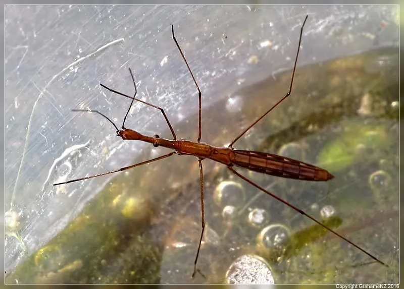 Hydrometra strigosa - photo 3