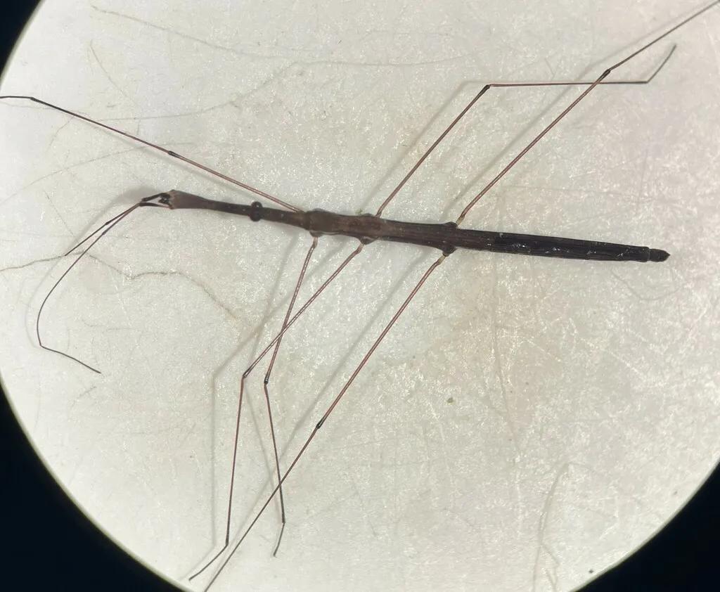 Hydrometra wileyae - photo 2