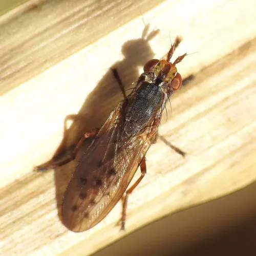 Hydromya dorsalis