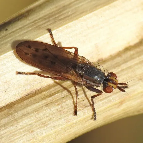 Hydromya dorsalis - photo 2