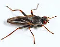 Hydromyza confluens