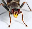 Hydromyza confluens - photo 2