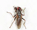 Hydromyza confluens - photo 3